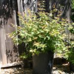 japanese-maple-acer-palmatum-bonsai-9