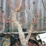 japanese-maple-arakawa-bonsai-1