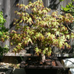 japanese-maple-arakawa-bonsai-10
