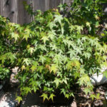 japanese-maple-arakawa-bonsai-11