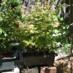 japanese-maple-arakawa-bonsai-12