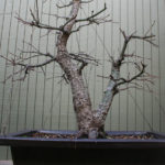 japanese-maple-arakawa-bonsai-13