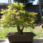 japanese-maple-arakawa-bonsai-14