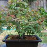 japanese-maple-arakawa-bonsai-15