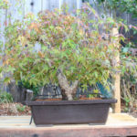japanese-maple-arakawa-bonsai-16