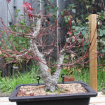 japanese-maple-arakawa-bonsai-17