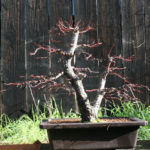 japanese-maple-arakawa-bonsai-18