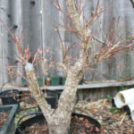 japanese-maple-arakawa-bonsai-2