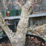 japanese-maple-arakawa-bonsai-3