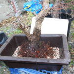 japanese-maple-arakawa-bonsai-6