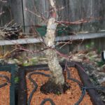 japanese-maple-arakawa-bonsai-7