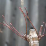 japanese-maple-arakawa-bonsai-8