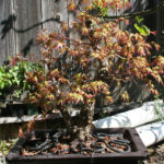 japanese-maple-arakawa-bonsai-9