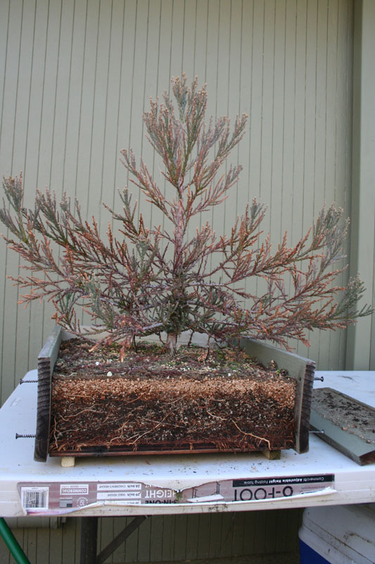 Giant Sequoia Redwood Pre Bonsai Marin Homestead