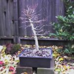 trident-maple-bonsai-1