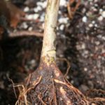 trident-maple-bonsai-13