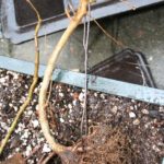trident-maple-bonsai-15