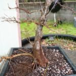 trident-maple-bonsai-18