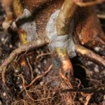 trident-maple-bonsai-19