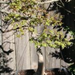 trident-maple-bonsai-2