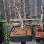 trident-maple-bonsai-24