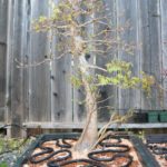 trident-maple-bonsai-25