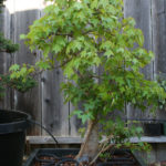 trident-maple-bonsai-26