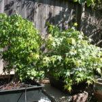 trident-maple-bonsai-27