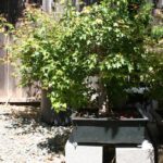trident-maple-bonsai-29