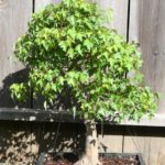 trident-maple-bonsai-3