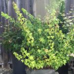 trident-maple-bonsai-30