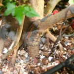trident-maple-bonsai-31