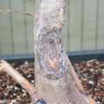 trident-maple-bonsai-34