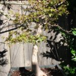 trident-maple-bonsai-35