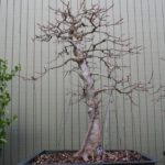 trident-maple-bonsai-36