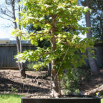 trident-maple-bonsai-37