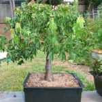 trident-maple-bonsai-38