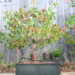 trident-maple-bonsai-39