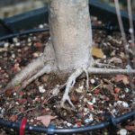 trident-maple-bonsai-4