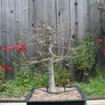 trident-maple-bonsai-40