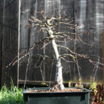 trident-maple-bonsai-41