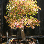 trident-maple-bonsai-5