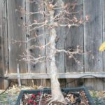 trident-maple-bonsai-6