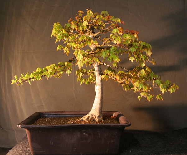 Trident Maple Bonsai