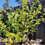 chineseelm-inpot061417