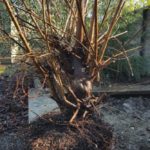 elm-dig-roots
