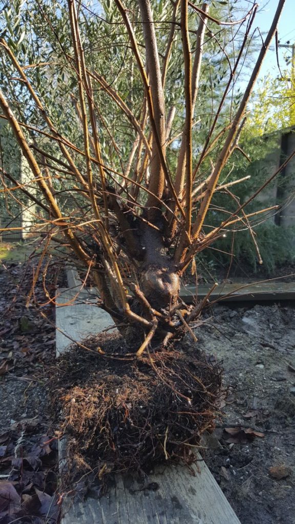 Elm Tree Root System