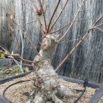 elm-pruned-in-pot