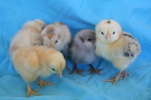 Marin Chickens: Meet the new Chicks!