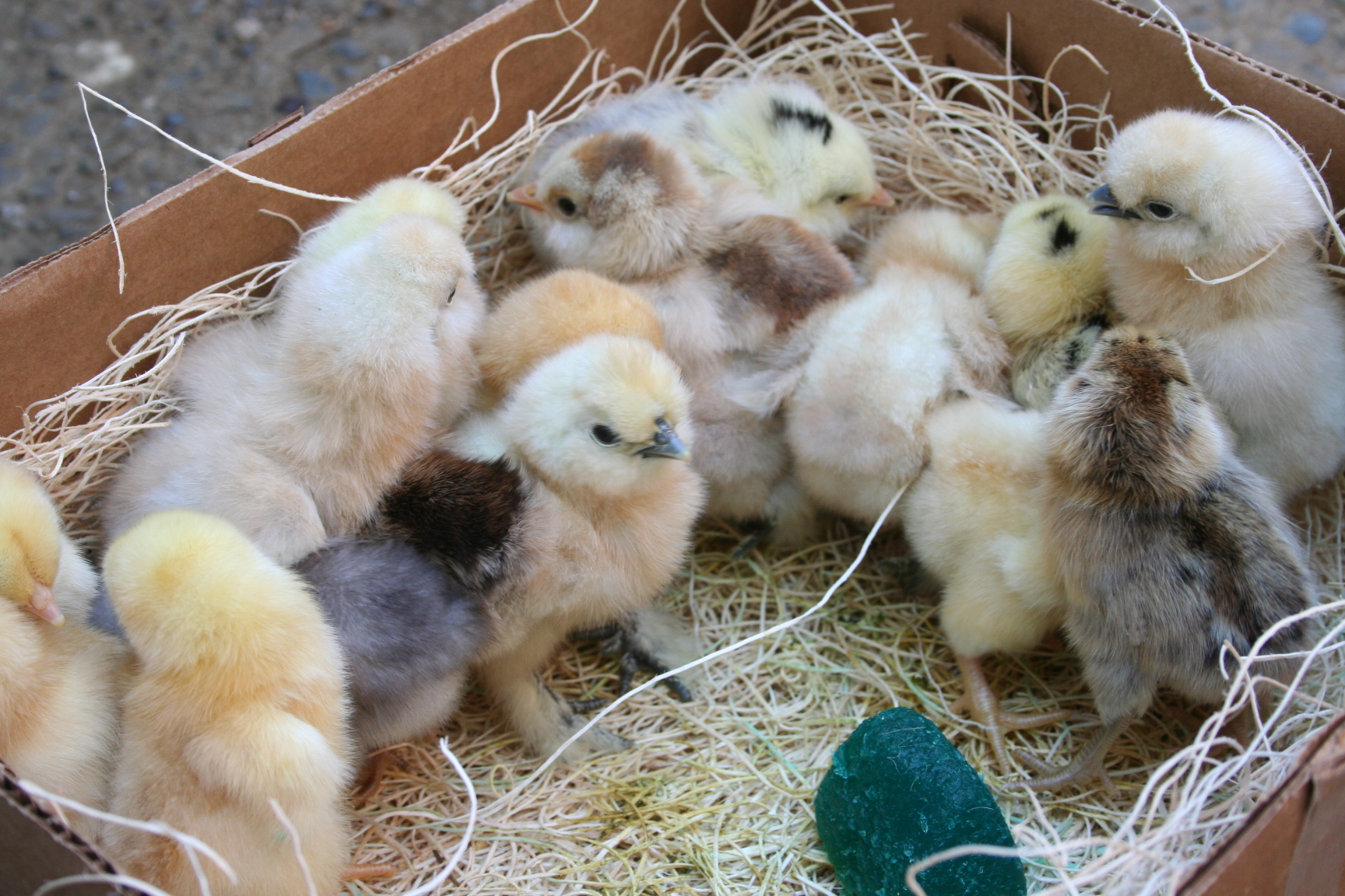 Marin Chickens: The Chicks are Here!!